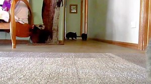 Did you know wombats can run faster than humans?! 💨 bit.ly/wombatFAQ Video: Sleepy Burrows Wombat Sanctuary | Australia.com