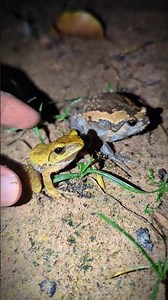 Funny frog jumping race - Catching a frog wants to laugh (Catch Funny Frogs Video)