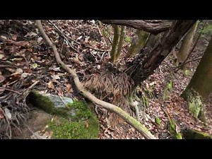 【狩猟 】視聴注意 | 発砲シーンあり | 突進して来る60kgメス | イノシシ猟 |転落事故 | Wild Boar