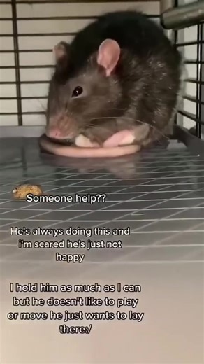 14K views · 184 reactions | This Father's Day, give Dad something that makes him feel like a star! * *..[@rat.livelove](https://www.instagram.com/rat.livelove/) | Rat Unity | Facebook