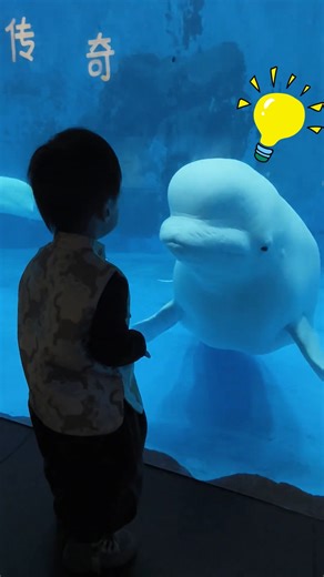 2.6K views · 35 reactions | #Belugas are not only smart, but also love to play! This beluga purposely approached the glass and opened its mouth to “scare” the kids, making them step back in surprise. Is this just part of the beluga’s playful routine, or does it really know how to prank people? #animals Cr.@雪球是比熊呀 | Hainan Touch | Facebook