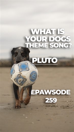 Beach Dogs San Diego | Pluto. Def a ⚽️ player in a past life. Is this Pluto’s theme song? #dogstagram #dogsofinstagram #beachdogs #doglife #happydogs #dogvideos... | Instagram