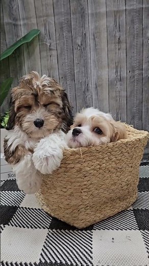 ✨Charming Cavachons 🐶 🐾 #cavachon #petlandracine #puppiesforsale