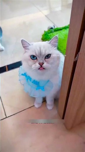 Smart Cat Goes Fishing 🐱🎣🐟 #Cat #SmartPets #FishingCat #CuteAnimals #Shorts