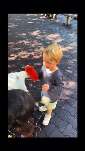 A Black One? #funny #black #goat #farm #jokes #comedy #humor #laugh #like #comment #badtiming