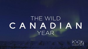 515K views · 258 reactions | Wildlife + weather in Canada =...