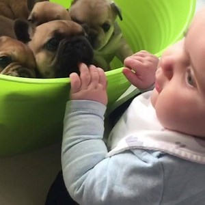 28K views · 1.4K reactions | When the big puppy sneaks a kiss. Instagram @howling.harlow | Leo Junior Bulldog French | Facebook