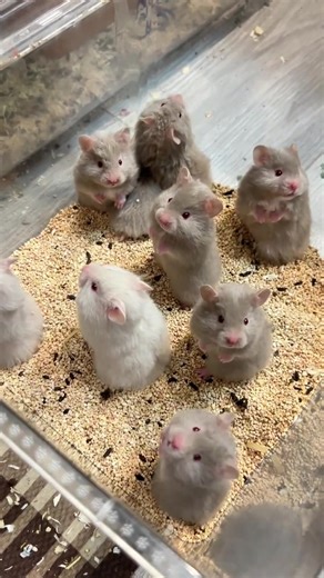 Hamster Đáng Yêu: Các Hình Ảnh Dễ Thương