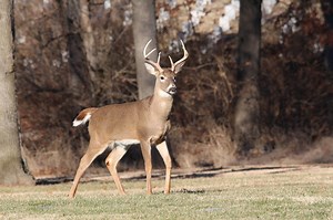 Mo. Dept. of Conservation reports final deer harvest numbers: nearly 300K