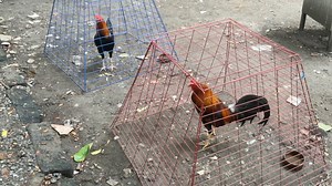 4.1K views · 51 reactions | NFS . FOR BREEDING PURPOSES ONLY SELECTED ANG PURCHASED BY THUNDERBEE BREEDER NESTOR BARTE FROM EAJ FARM | Atty Arturo de Castro | Facebook