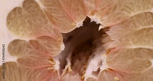 Chunks of ripe pomelo close-up, fresh fruit pomelo ready to eat