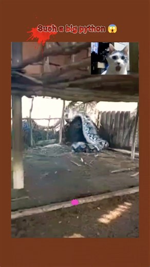 Huge python 😱🙀#python #animal #snake