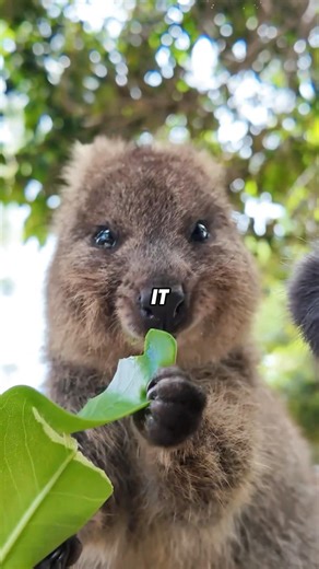 CY The World's Happiest Animal Wants Snacks! 🦘😊🍃#animals #shortfeed #funny #science #happiest
