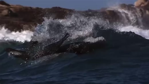 Exploring Sharks in the Ocean