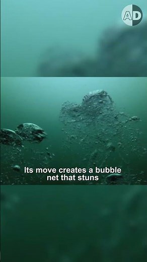 Humpback Whale Genius: What is Bubble Net Feeding?