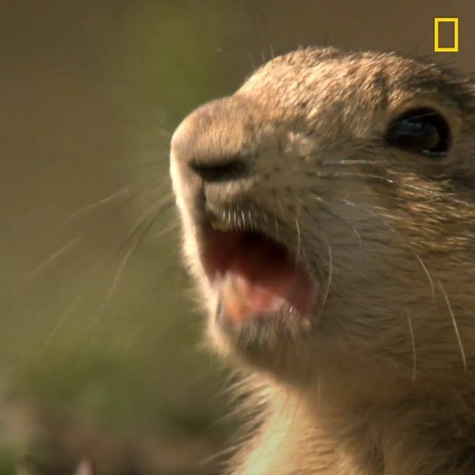 23K views · 420 reactions | Pound for pound, the American Badger is one of the most ferocious predators in the world. | National Geographic TV | Facebook