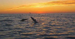 This river dolphin hunts where sharks cannot survive