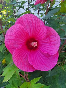 Cold Hardy Hibiscus Seeds (pink With Red Center), Perennial (10  Large Seeds) - Etsy