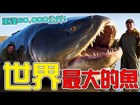全世界最大的10種超級巨魚！第3名靠吃鯨魚度日，第1名重達60,000公斤！曾吃光史前生物造成大滅絕！|#top #top10 #科普 #世界 #盘点 #地球 #動物 #动物 #盤點 #魚