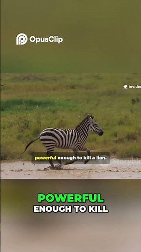 Zebra Defense Explained 🦓 | How Zebras Survive Lions & Deadly Predators | Wildlife Documentary