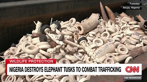 Nigeria destroys elephant tusks to combat trafficking