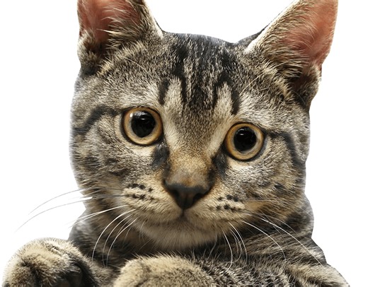 updated-logo-reveal-project-cat-chef