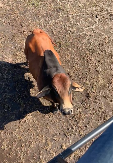 up close & personal #angry #helicopter #chopper #station #ringer #australia #cow #funny #lol #fyp #explore #OhNo #animals #farm #farmlife #muster #brahman #bull