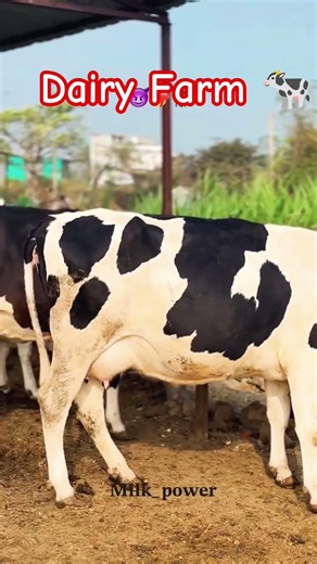 Dairy Farming Cross Bride Cow 🐄🐄🐃🐃🏆🏆👌✅️✅️ #viral #cow #farming #live #explore #youtubeshorts #video