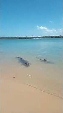 Sharks Fight Crocodile for Territory