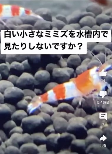 ミズミミズ 対策 水槽 白い虫 白い #ミズミミズ #水槽 #対策