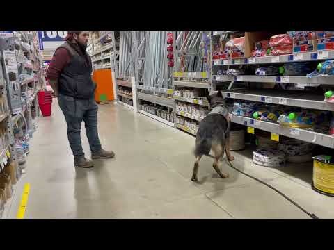 Detection Dog Training....... All phases of training included..........