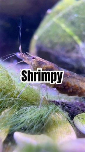 Shrimp in the hillstream tank #shrimp