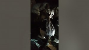 breastfeeding cats l mother cat breathing and breastfeeding