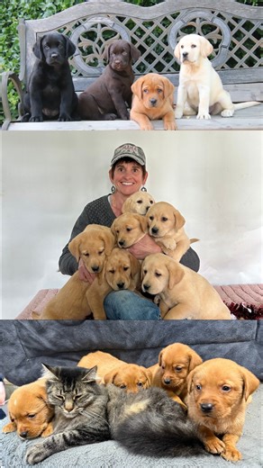 Meet our adorable lab puppies! There's nothing quite like the joy of puppy cuddles! 🐾 Check out Mary Anne with our beautiful English lab puppies, showcasing all four stunning colors. These little furballs are ready to steal your heart! Swipe to see the cuteness overload and let us know which color you love the most! ❤️ #PuppyLove #EnglishLabs #DogsofInstagram #LabPuppies #AdoptDontShop | Sterling Labradors
