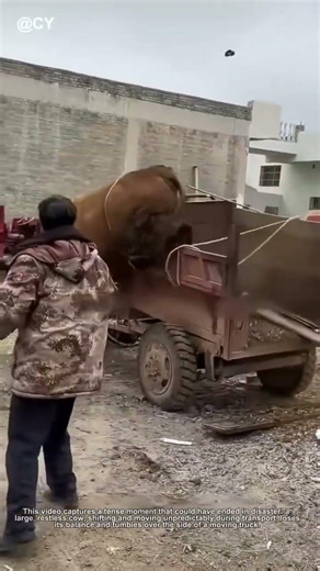 Cow Falls Off Truck! The Simple Rope Trick That Saved It 🌾🦀
