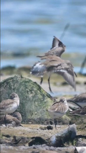 Grey Plover . Short video 4K-UHD Birds Photography | Wild Video | Wildlife Animals