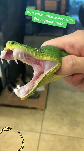 Discover the Largest Animal Teeth in Nature