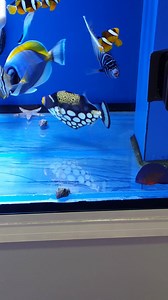 3.7K views · 32 reactions | SOME OF THE LOVELY FISH THAT HAVE BEEN AVAILABLE FOR SALE OVER THE LAST FEW WEEKS | Marine Evolution | Facebook