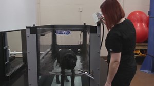 This overweight lab lost 60 pounds using an underwater treadmill