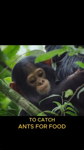 Smart Chimp Uses a Stick to Catch Ants! 🐵🪵#smartanimals #wildlife