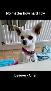 Be careful what you wish for…😳 #bath #bathtime #bathroom #water #wish #wishlist #oops #momlife #mumlife #dadlife #doglife #destinyschis #baby #naughty #comedy #dog #dogs #doggo #share #doggie #pup #mutt #chihuahua #chihuahualovers #chihuahualife #chihuahualove #woof #sing #singing #funny | Destiny’s Chis