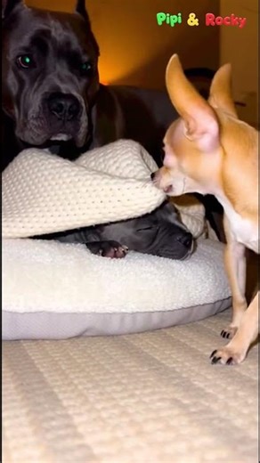 Pipi did something embarrassing 😱 #FunnyDogs #DogShorts