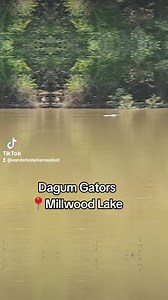 There's a whole flock of gators below the dam at Millwood Lake in southern Arkansas. #travelblogger #travel #Gators #Arkansas | Wanderlust & Arkansas Dust