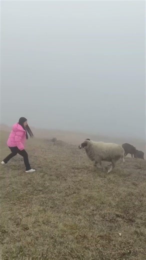 #Leapfrog #TheSheepSaysDontMessWithMe #WatchShamelessVideosAndExperienceTheManyFlavorsOfLife