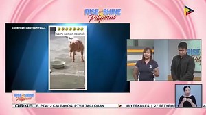 RISE AND SHINES PHILIPPINES LIVE INTERVIEW ISKO WITH MOMMY AND DADDY #Isko #ISKOTHEPITBULL #Friends #highlights | Iskonatics