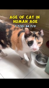 1.7M views · 10K reactions | Our cats are 52 and 44 year old in human age. #catlover | Francisco Abiera | Facebook