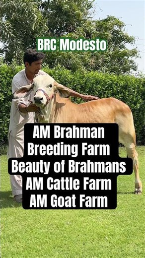 BRC Modesto Calf | Slugger Brahman Calf | Modesto bachra | #brc #shorts #viral #bull #brahman #cow