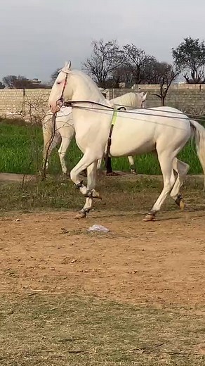 Beautiful Horse Walking | Horse Lover