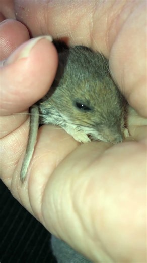 Mouse hospice. Little mouse found on doormat on his last leg. Comfort in final hour. He knew love.