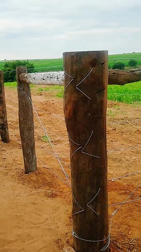 Eliseu Silva no TikTok